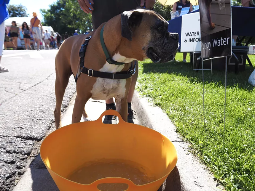 A dog gets water