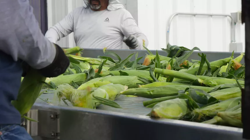 sweet corn
