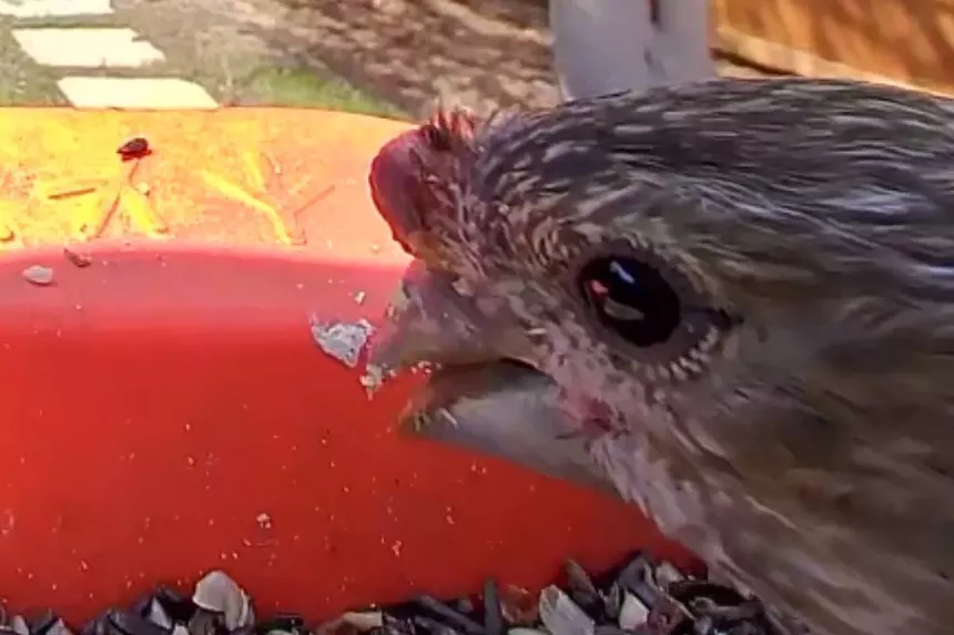 A bird with avian pox at a bird feeder.