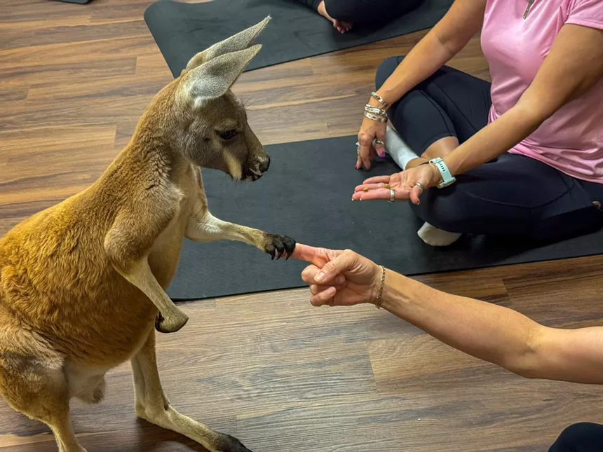 A kangaroo touches a person's finger