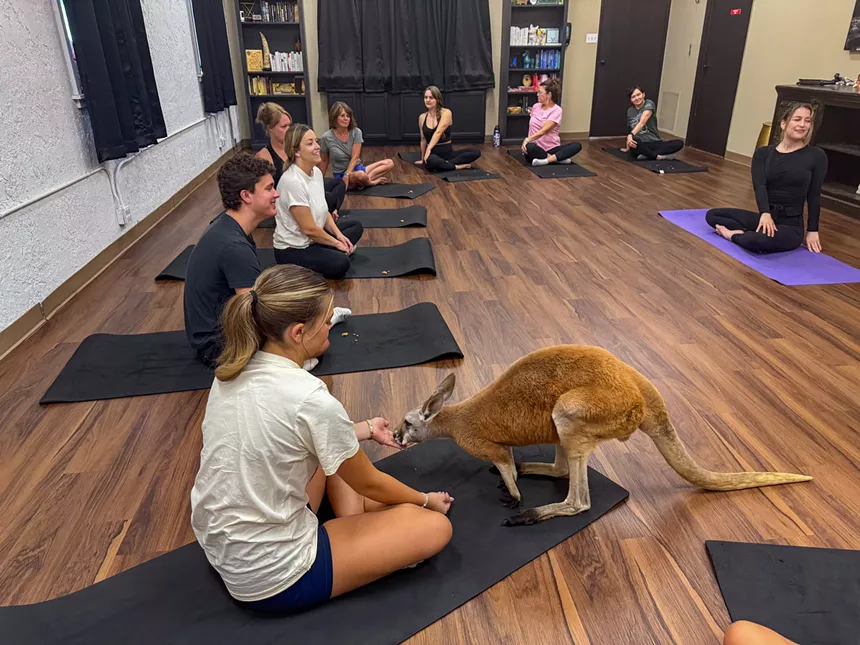 A person interacts with a kangaroo