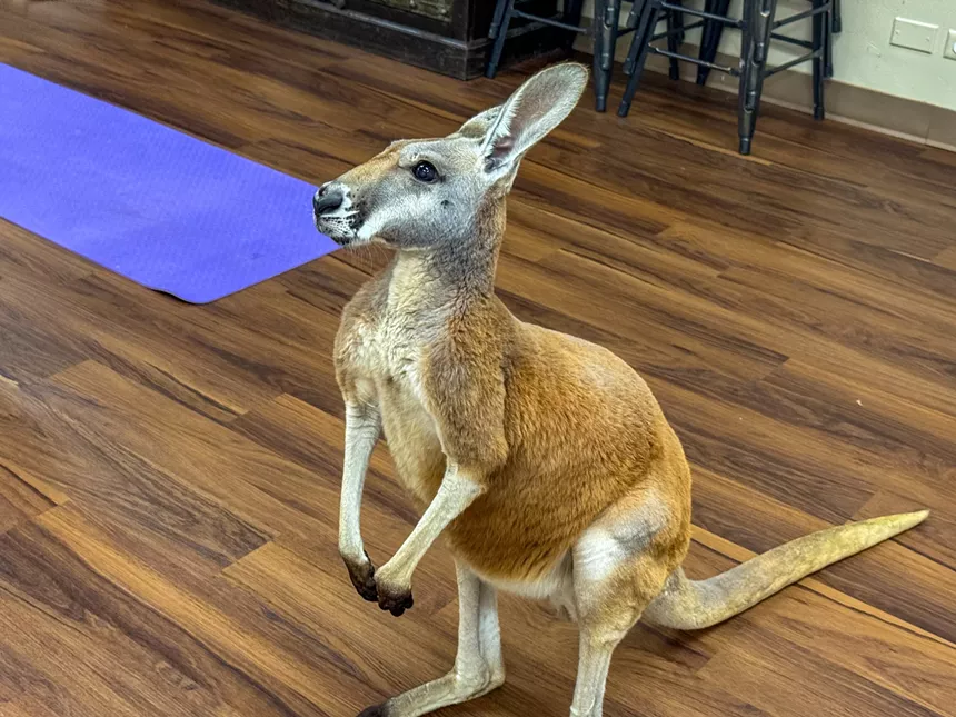 A baby kangaroo