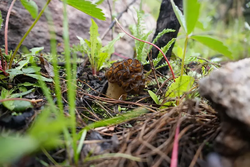 Mushroom