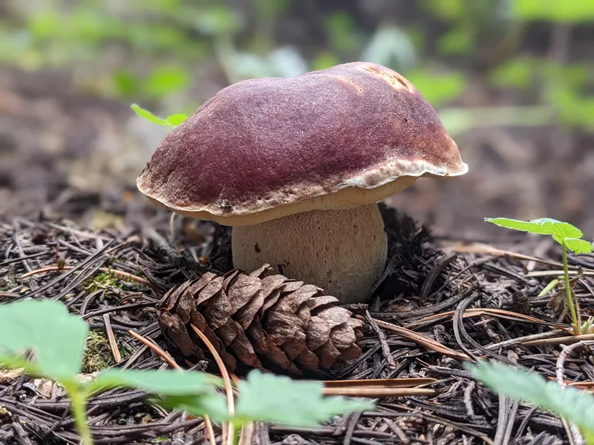 Mushroom
