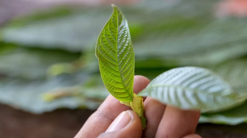 kratom leaf