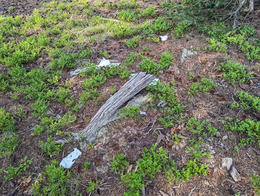 toilet paper in wilderness