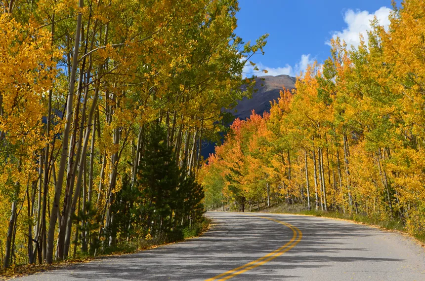 Yellow aspens bordering the Top of the Rockies Scenic Byway