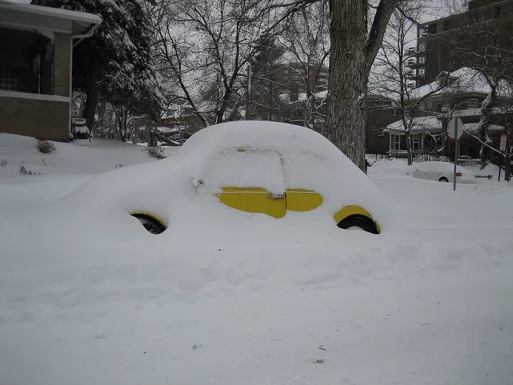 beetle in snow