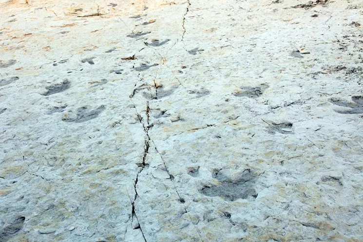 Dinosaur Ridge, the most significant dinosaur track site in the United States, was discovered in the 1930s by workers building the Alameda Parkway over the hogback. - PHOTO BY ANTHONY CAMERA