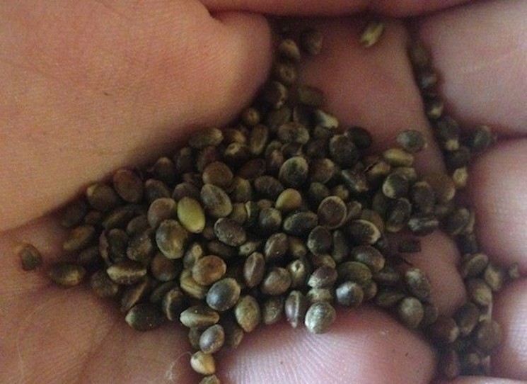Hemp seeds have been used in commercially made beers for twenty years. - WESTWORD FILE PHOTO
