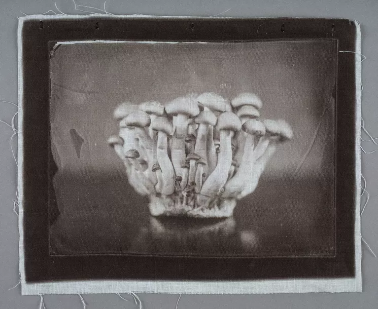 Jacqueline Webster, "Brown Beech Mushrooms," Van Dyke brown on linen from a wet plate collodion negative, 2016. - JACQUELINE WEBSTER