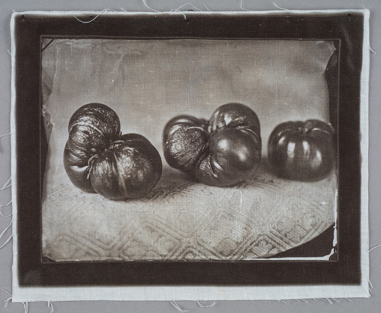 Jacqueline Webster, "Quail Eggs," Van Dyke brown on linen from a wet plate collodion negative, cotton batting, thread, 2016. - JACQUELINE WEBSTER