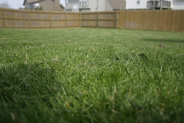 Revenge of the Lawn. - SHANE ADAMS AT FLICKR