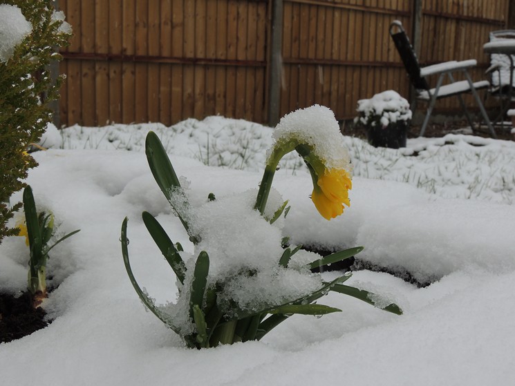 Sorry, daffodils. - ORANGEAUROCHS AT FLICKR