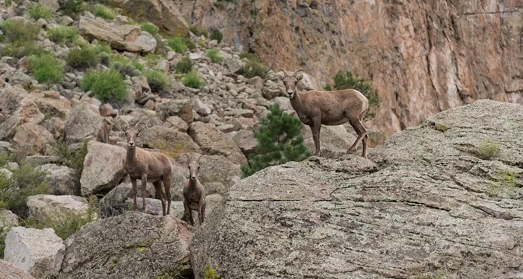 Browns Canyon was designated as a national monument by President Barack Obama in 2015. - JOSHUA DUPLECHIAN/TROUT UNLIMITED