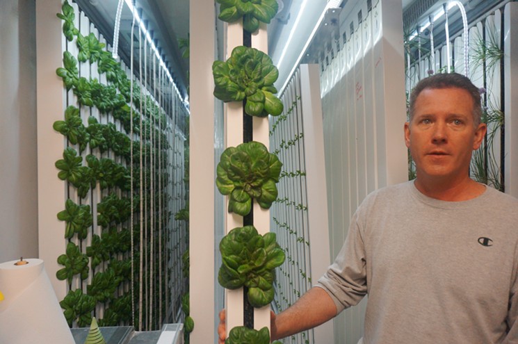 Scott Callender shows off lettuces grown in his shipping-container vertical farm. - MARK ANTONATION