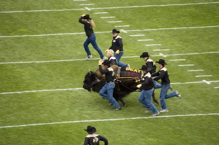 Ralphie looks forward to the day when he's allowed to cross the field without all these slow-ass cowboys. - SMODDELM AT FLICKR