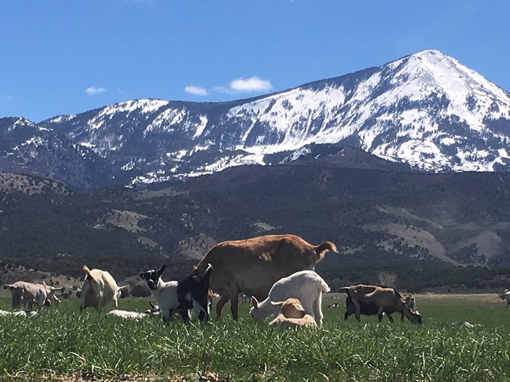 Goats enjoying life in Paonia. Their milk is made into artisan cheese by the Avalanche Cheese Company. - AVALANCHE CHEESE COMPANY