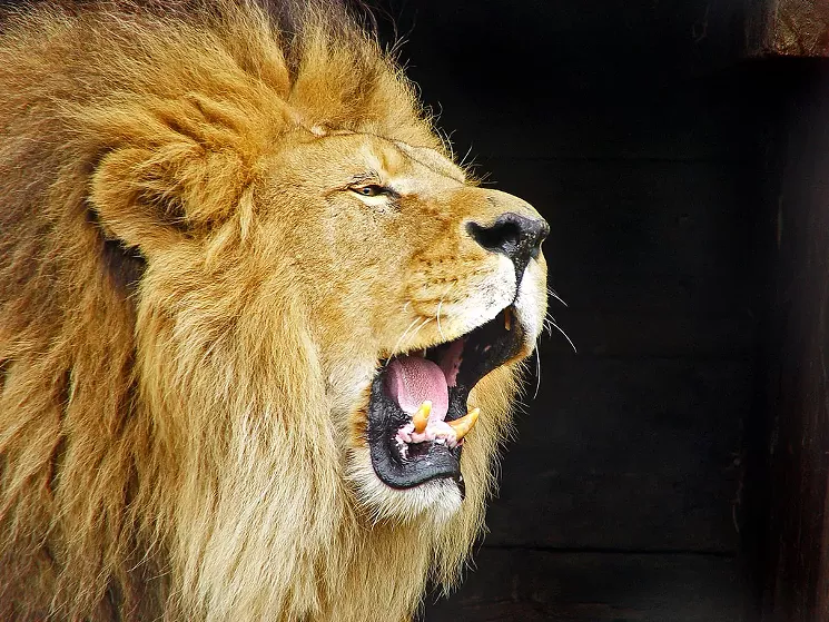 Just put the cake in my mouth. - TAMBAKO THE JAGUAR AT FLICKR