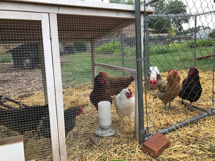 The Starkus family chicken coop. - COURTESY CHRIS STARKUS