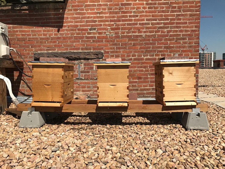 Another glimpse of the rooftop beehives. - COURTESY CHRIS STARKUS