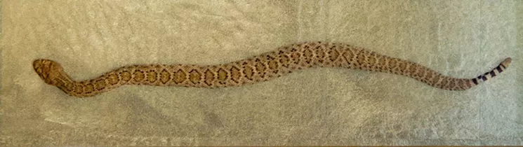 “Baby Rattlesnake,” by Kate Breakey, pigment ink on glass with gold leaf. - COURTESY OF THE ARTIST AND GOODWIN FINE ART