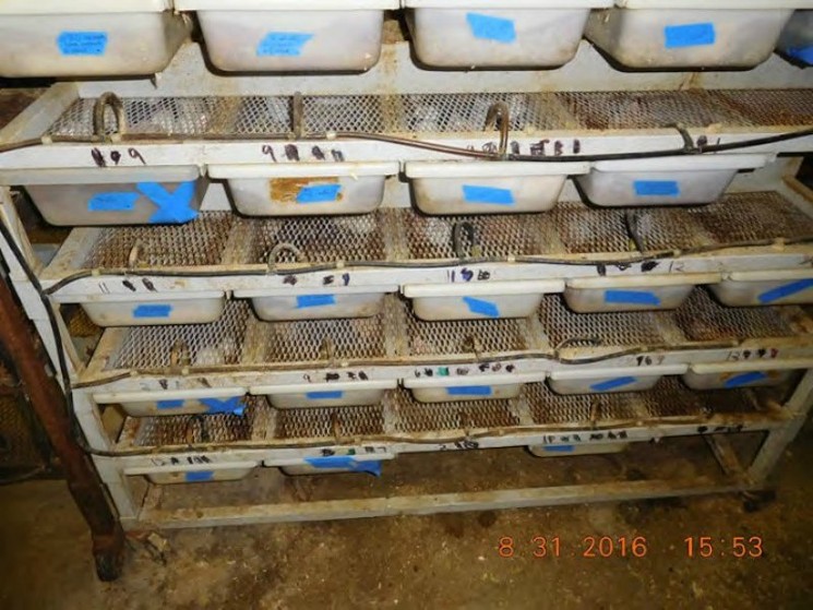 "Hundreds of mice were kept in small, shallow bins on rack after rack in one of the Kubics’ sheds." - COURTESY OF PETA