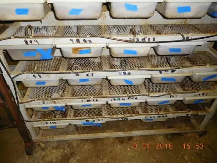 "Hundreds of mice were kept in small, shallow bins on rack after rack in one of the Kubics’ sheds." - COURTESY OF PETA