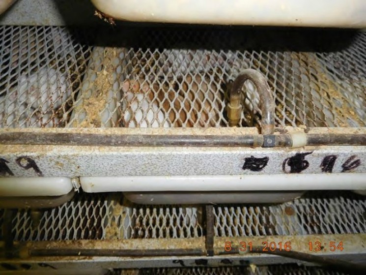 "Dozens of mice were kept in tubs containing such an accumulation of feces that their backs scraped against the metal grating." - COURTESY OF PETA