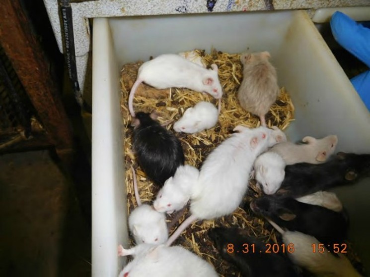 "Mice of various ages were severely crowded in the filthy bins." - COURTESY OF PETA
