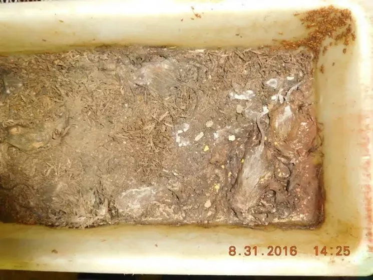 "Maggots covered part of this bin, which had contained dead mice for so long that it was difficult to count them." - COURTESY OF PETA