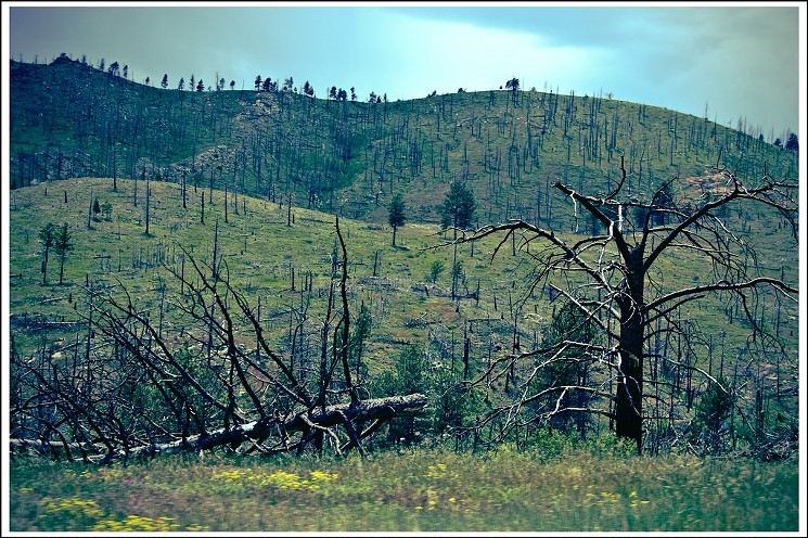 The Meyer's Homestead Trail cuts through the Walker Ranch Open Space, the site of a forest fire in 2000. - JEFF RUANE, FLICKR
