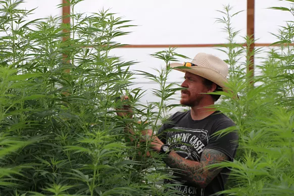 Gabe Rimey tends to his CBD-rich varieties of hemp inside his greenhouse cultivation in Franktown. - COURTESY OF HOMESTEAD ORGANICS