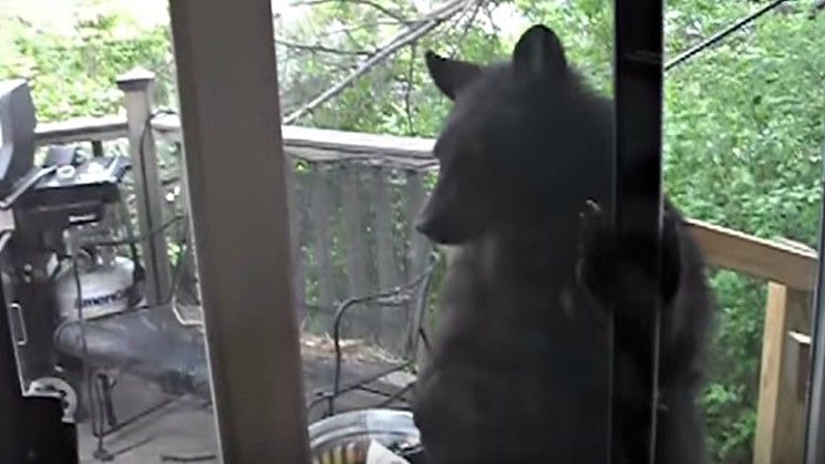 Bear break-ins are especially frequent in the Aspen area. - COLORADO PARKS AND WILDLIFE VIA YOUTUBE