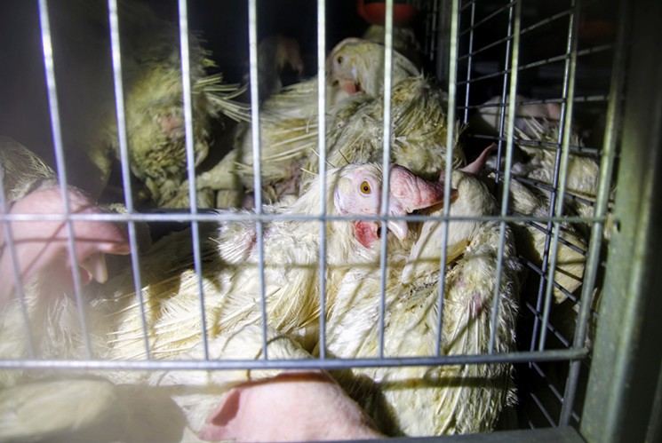 DxE conducts illegal “investigations” of supposedly cage-free farms. - DIRECT ACTION EVERYWHERE