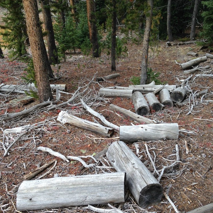 A photo of felled trees alongside the Keystone ski run where Jason Taylor died. - COURTESY OF LYNDA WESTON TAYLOR