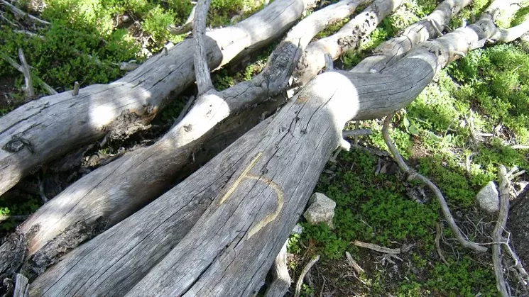 The letter "J" has been carved into one of the trees on the run where Jason Taylor died. - COURTESY OF LYNDA WESTON TAYLOR