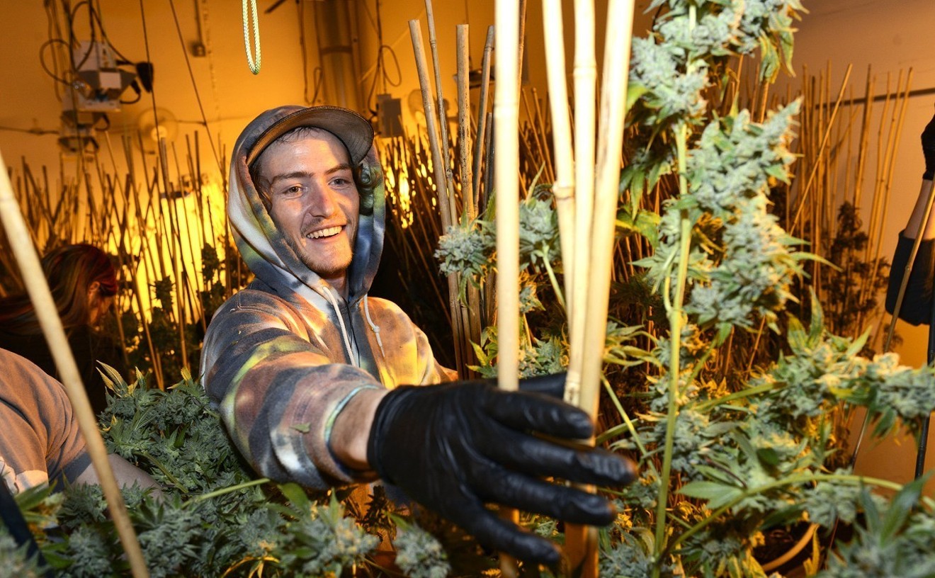An employee for Veritas Cannabis in Denver handles flowering cannabis plants.