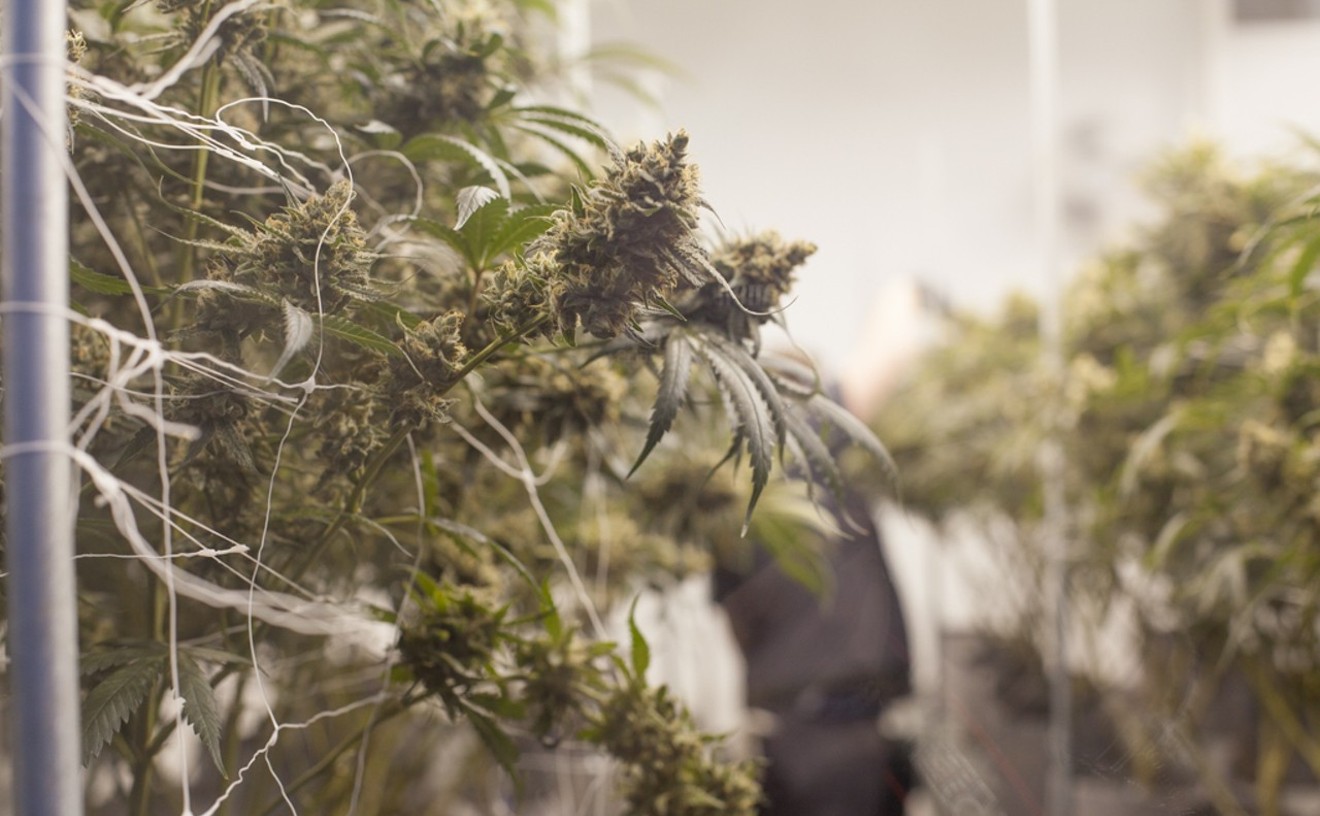 seed-and-smith-marijuana-grow-collins2017.jpg