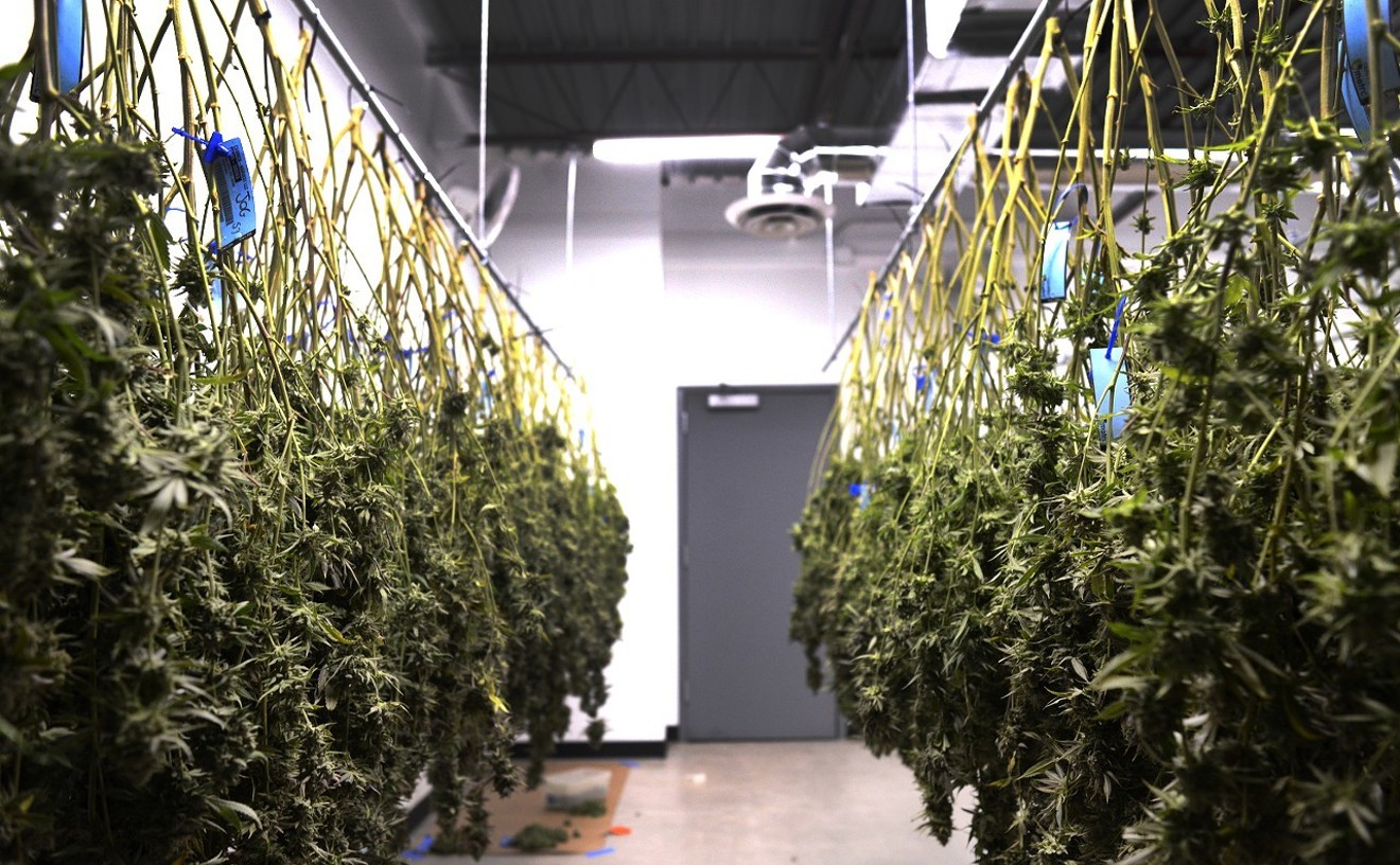 Marijuana flowers hang to dry inside a Denver warehouse.