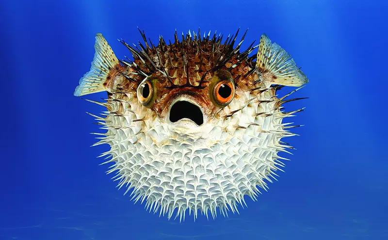 Employees Think Something's Fishy at Downtown Aquarium