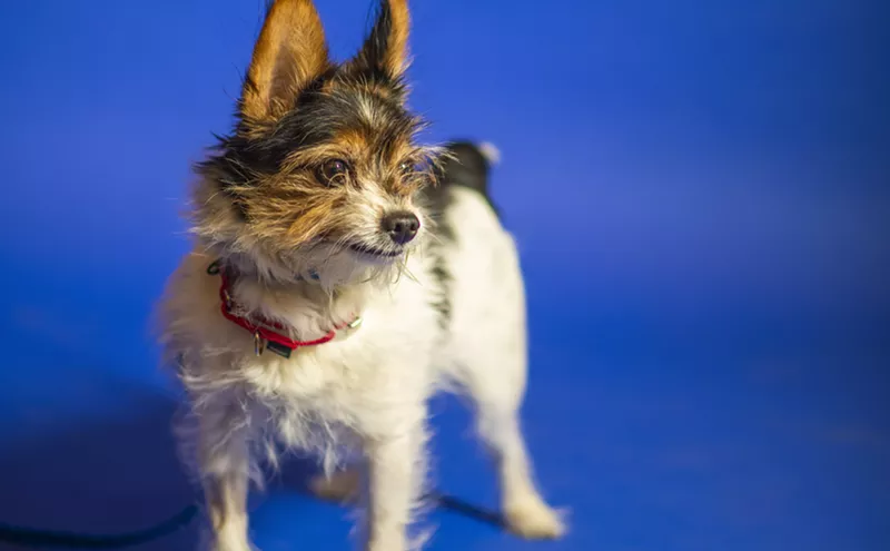 Animal Shelter Demand Has Staffers Working Like Dogs