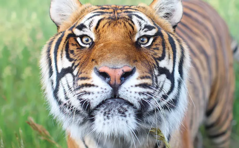 Sanctuary King Pat Craig Goes Wild Over Mustangs