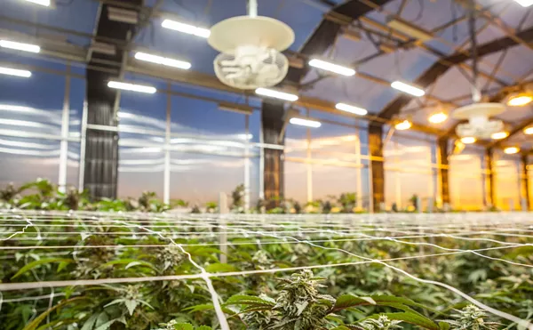 Denver Native's App Aims to Incentivize Recycling at Marijuana Stores