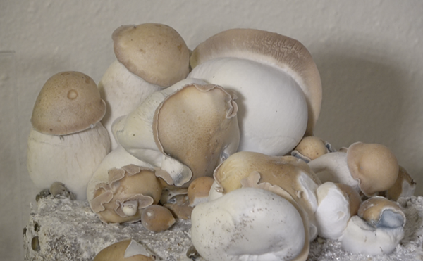 Two Psychedelics Initiatives Pushing for November Ballot in Colorado