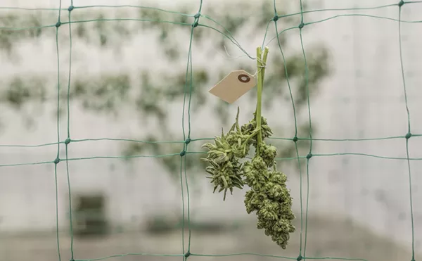 Ask a Stoner: What Happened to the Quality of Medical Marijuana?