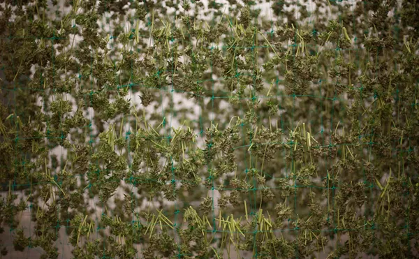 Marijuana From 710 Labs Recalled Over Mold and Yeast Levels