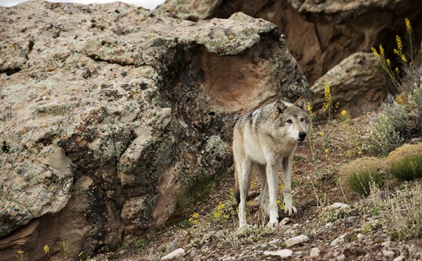 Are Wolves an Experimental Population? The Answer Could Affect Reintroduction