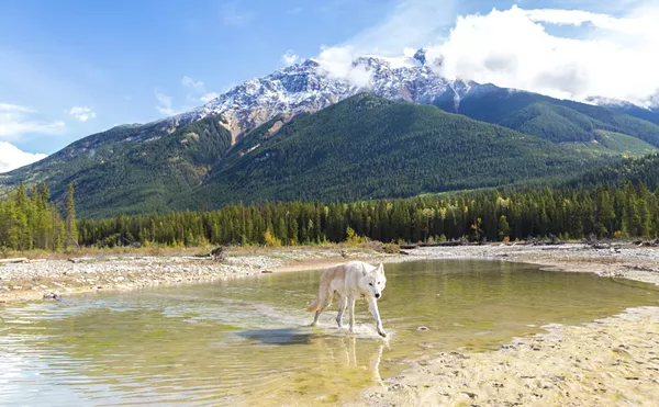 New Wolf Reintroduction Bill Has People Howling Mad