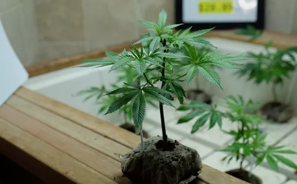 Denver Dispensaries That Still Sell Clones